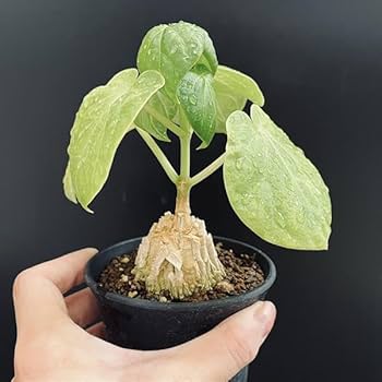 Amazon｜コーデックス：マテレア シクロフィラ 実生*M｜観葉植物